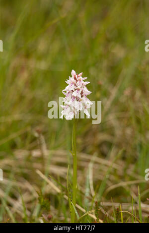 Heide Spotted-Orchidee, Dactylorhiza Maculata, einzelnen Blütenstand wächst auf Moorland, Findhorn Valley, The Highlands, Schottland, UK Stockfoto