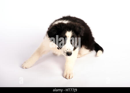 Süße Border Collie Welpen auf weißem Hintergrund Stockfoto