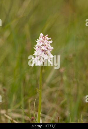 Heide Spotted-Orchidee, Dactylorhiza Maculata, einzelnen Blütenstand wächst auf Moorland, Findhorn Valley, The Highlands, Schottland, UK Stockfoto