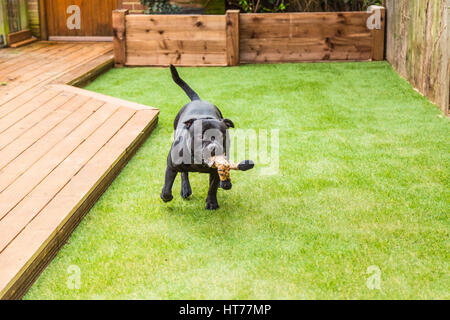 Schwarze Staffordshire Bull Terrier Hund laufen und spielen auf Kunstrasen von decking in einer Wohn Garten oder Hof. Er hat ein Stofftier Tiger in Hallo Stockfoto