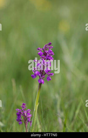 Green-winged Orchid, Anacamptis Morio, Porträt der einzelnen Pflanze wächst im Feld. Worcestershire, UK. Stockfoto