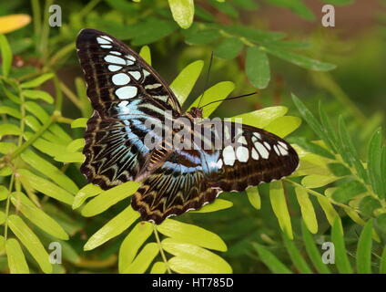 Southeast Asian Clipper Schmetterling (Parthenos Sylvia), blaue Vielfalt Stockfoto