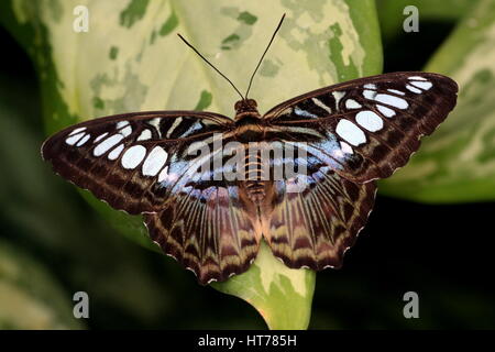 Southeast Asian Clipper Schmetterling (Parthenos Sylvia), blaue Vielfalt Stockfoto