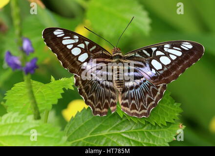 Southeast Asian Clipper Schmetterling (Parthenos Sylvia), blaue Vielfalt Stockfoto