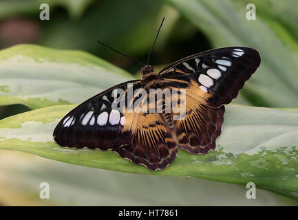 Southeast Asian Clipper Schmetterling (Parthenos Sylvia), braune Vielfalt Stockfoto