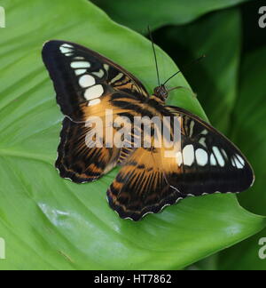 Southeast Asian Clipper Schmetterling (Parthenos Sylvia), braune Vielfalt Stockfoto