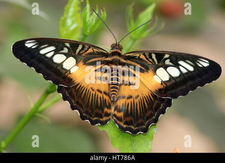 Southeast Asian Clipper Schmetterling (Parthenos Sylvia), braune Vielfalt Stockfoto