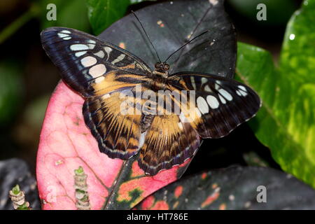 Southeast Asian Clipper Schmetterling (Parthenos Sylvia), braune Vielfalt Stockfoto