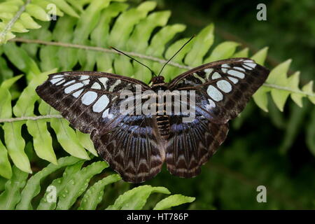 Southeast Asian Clipper Schmetterling (Parthenos Sylvia), blaue Vielfalt Stockfoto