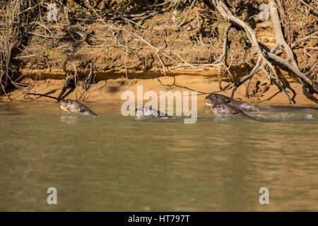 Vier riesige Fischotter jagen Fischen zusammen im Fluss Cuiaba im Großraum Pantanal von Mato Grosso, Brasilien, Südamerika.  Der Riesenotter Mittelverwendung Stockfoto