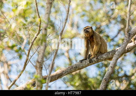 Weibliche schwarze Brüllaffen (Alouatta Caraya) in der Region Mato Grosso Pantanal, Brasilien, Südamerika. Stockfoto