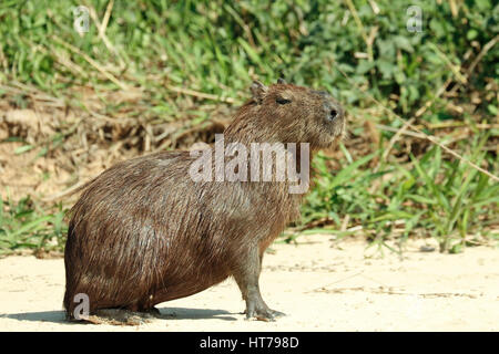 Erwachsener Capybara sitzen an einem Sandstrand in der Region des Pantanal von Mato Grosso, Brasilien, Südamerika Stockfoto