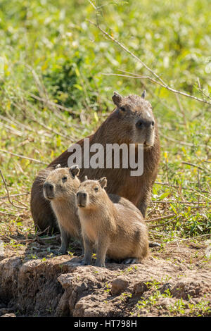 Porträt einer Mutter Capybara und ihre Jungen am Ufer des Flusses im Großraum Pantanal von Mato Grosso, Brasilien, Südamerika Stockfoto