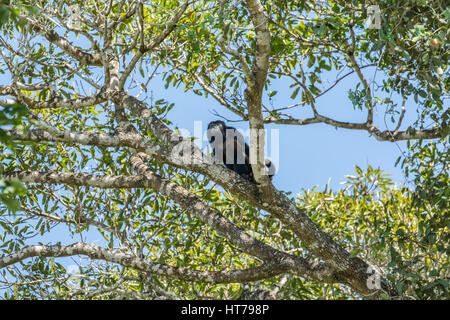 Männliche schwarze Brüllaffe sitzt in einem Baum in der Region des Pantanal von Mato Grosso, Brasilien, Südamerika Stockfoto
