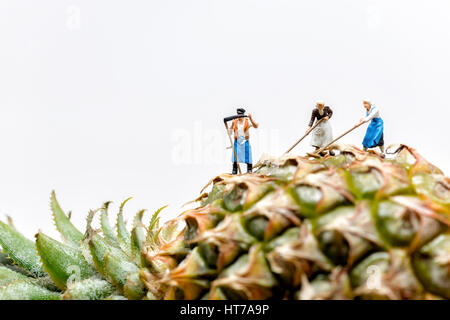 Landwirt in Ananasplantagen Ernte. Stockfoto