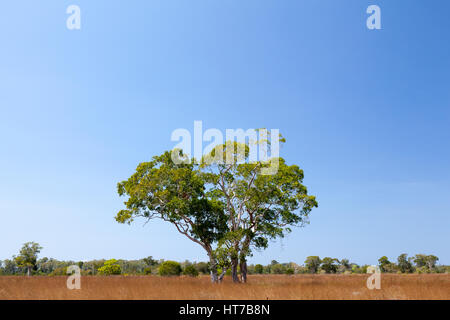 Savanne Wiese und Melaleuca Baum in Prathong Insel, Phang Nga, Thailand. Stockfoto