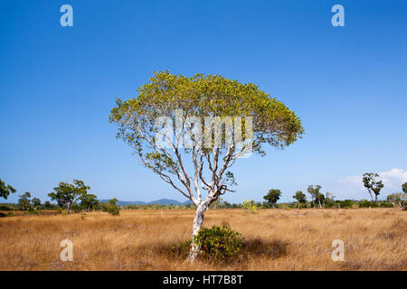 Savanne Wiese und Melaleuca Baum in Prathong Insel, Phang Nga, Thailand. Stockfoto