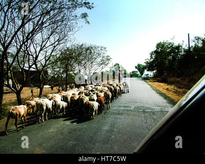 Ziegenherde, die auf der Straße im ländlichen Teil von Mumbai, Indien, unterwegs sind (Copyright © Saji Maramon) Stockfoto