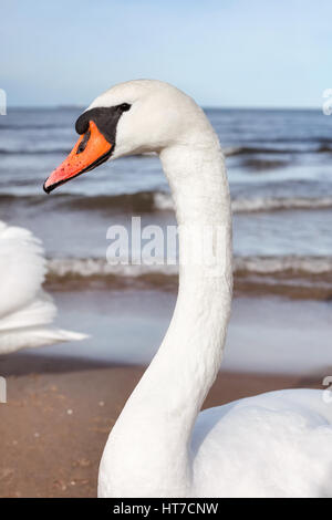 Porträt von einem Höckerschwan am Strand. Stockfoto