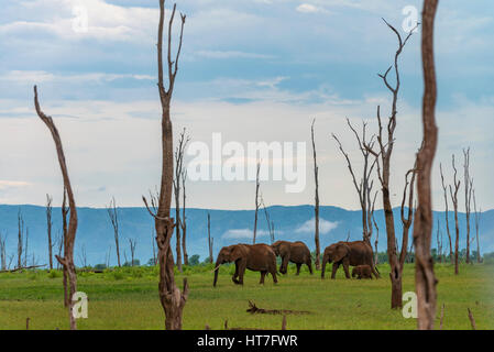 Elefanten, die in der grünen Jahreszeit im Matusadona-Nationalpark in Simbabwe, dem Kariba-See, zu sehen sind. Stockfoto