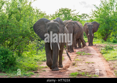 African Elephant Loxodonta africana gesehen am See Kariba, Matusadona National Park Simbabwe. Stockfoto