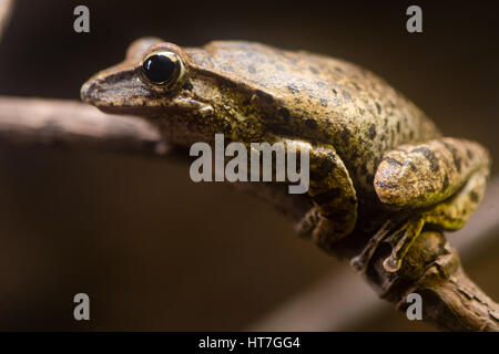 Golden Tree Frog (Polypedates Leucomystax). Strauch-Frosch-Familie Rhacophoridae, aka gemeinsame Laubfrosch, vier gesäumten Laubfrosch, goldenen fliegenden Laubfrosch Stockfoto