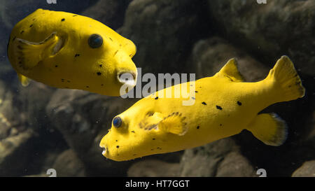 Blackspotted Kugelfisch (Arothron Nigropunctatus). Zusammengesetztes Bild zwei mariner Fische aus der Familie Tetraodontidae, aka Hund konfrontiert Kugelfisch Stockfoto