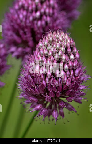 Allium Drumstick, auch bekannt als Sphaerocephalon, Nahaufnahme Stockfoto