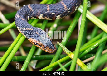 Florida gebändert Wasserschlange - grüne Cay Sumpfgebiete, Boynton Beach, Florida, USA Stockfoto