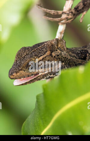 Basilisk Eidechse - grüne Cay Sumpfgebiete, Boynton Beach, Florida, USA Stockfoto