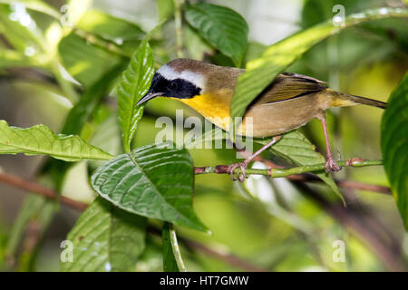 Gemeinsame Yellowthroat (Geothlypis Trichas) - Green Cay Sumpfgebiete, Boynton Beach, Florida, USA Stockfoto