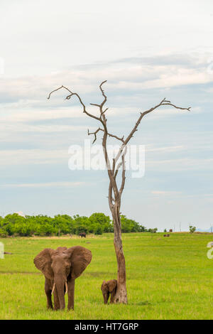 Elefanten, die in der grünen Jahreszeit im Matusadona-Nationalpark in Simbabwe, dem Kariba-See, zu sehen sind. Stockfoto