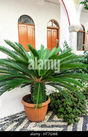 Kleine Zimmerpflanzen immergrüne Palmen Farn (Cycas Revoluta) im ruhigen Innenhof des Kloster Panormitis auf der Insel Symi, Griechenland Stockfoto
