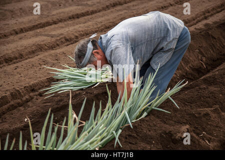 Landwirt arbeitet auf Einem Feld, um im Sommer Zwiebeln in der Nähe von Tokio zu Pflanzen Stockfoto