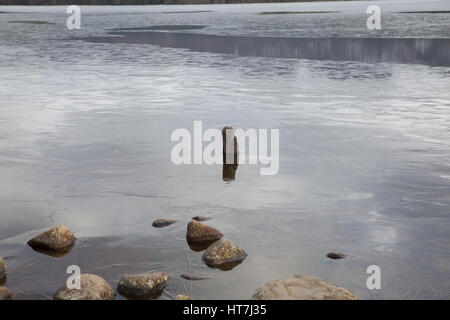 Loch Morlich angesehen von den Cairngorm Mountains in Schottland Stockfoto