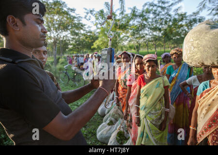 Teepflückerinnen Linie bis zu ihrer Ernte In Assam, Indien wiegen Stockfoto