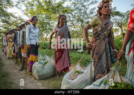 Teepflückerinnen Linie bis zu ihrer Ernte In Assam, Indien wiegen Stockfoto