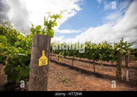 Ein Weinberg des Petit Syrah Trauben In Margaret River, Western Australia, Australia Stockfoto