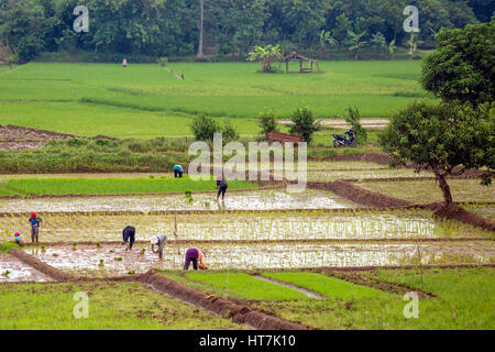 Reisfelder in der Erntesaison In Süd-Java, Indonesien Stockfoto