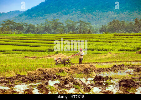 Reisfelder in der Erntesaison In Süd-Java, Indonesien Stockfoto