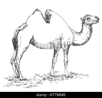 Bleistift Handzeichnung Camel Vektor-Illustration in schwarz / weiß Stock Vektor