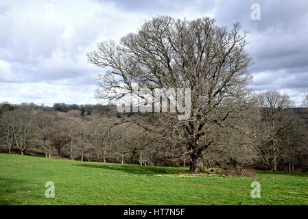 Zwei englische Eichen in einem Sussex Feld UK Stockfoto