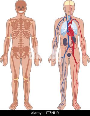 Die menschliche Anatomie. Satz von Vector Illustration auf weißem Hintergrund. menschlichen Körper Struktur: Skelett und Kreislauf Gefäßsystem. Stock Vektor