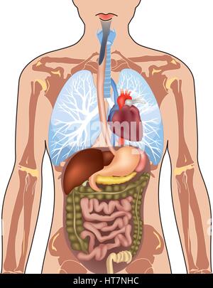 Menschliche Körper Anatomie. Vector Illustration auf weißem Hintergrund. Stock Vektor