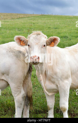 Ein reinrassiger Charolais-Kalb in einem Feld. Stockfoto