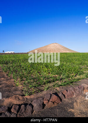 Landwirtschaft LANZAROTE vulkanischen Boden VULKAN Felder der Zwiebeln in der fruchtbaren vulkanischen Lava picon Boden von Lanzarote Kanarische Inseln Spanien wächst Stockfoto