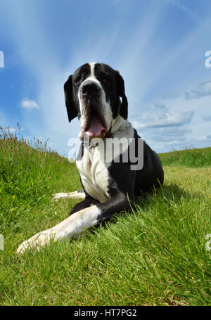 Eine Deutsche Dogge liegen in den Bereichen. Stockfoto