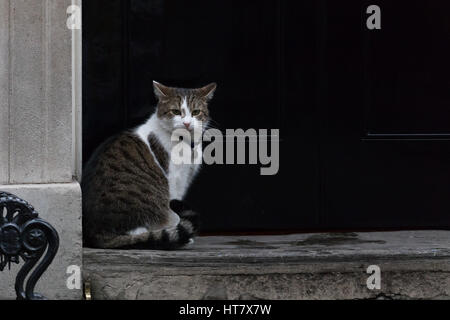 London, UK. 8. März 2017. Larry, die Katze sitzt außerhalb Nummer 10, Downing Street Credit: Vickie Flores/Alamy Live News Stockfoto