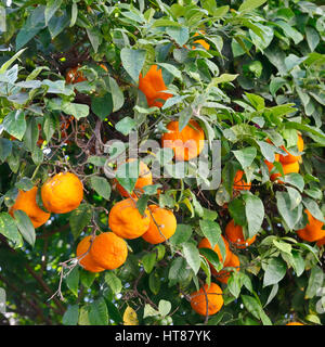 Orangen auf Orangenbaum Stockfoto