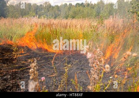 Feuer in den Hain. Adobe RGB Stockfoto